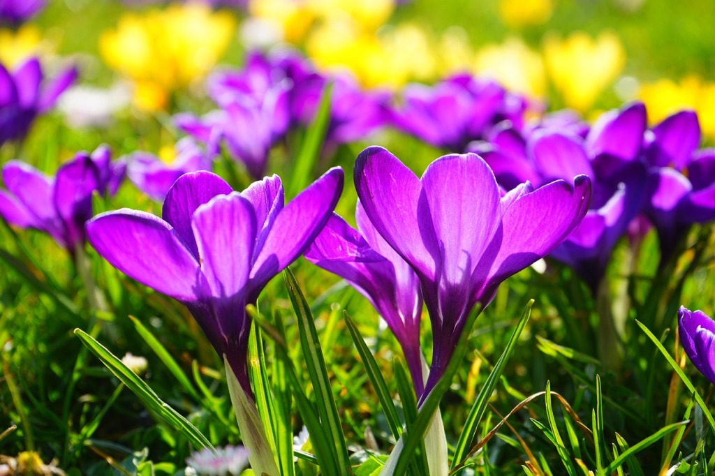 Krokus, šafrán: Jak pěstovat tyto jarní květiny?