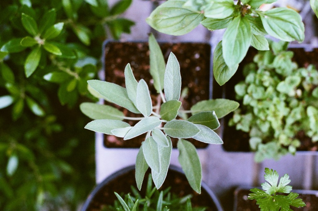 Bylinková zahrádka – jak pěstovat bylinky na zahradě, balkoně i terase